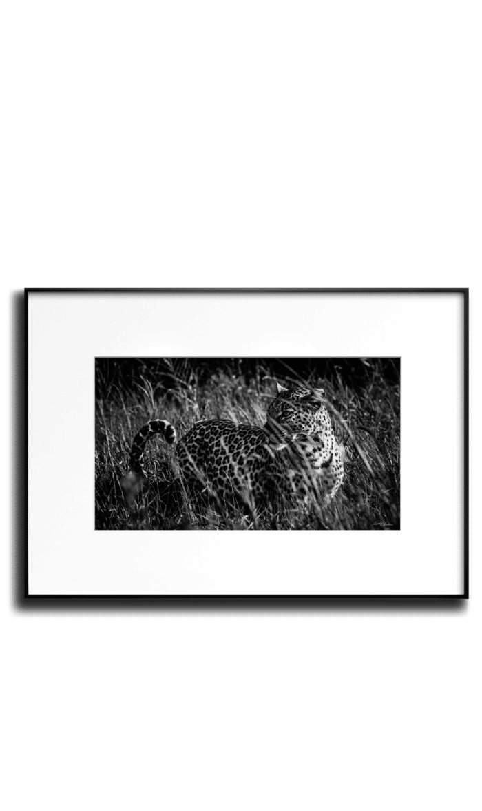 Baheux LINN horiz transparent Leopard