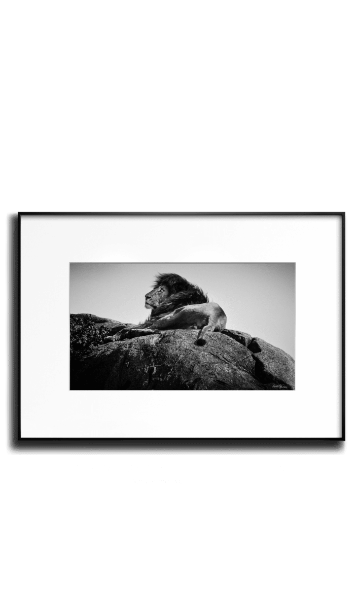 Baheux LINN horiz transparent Lion