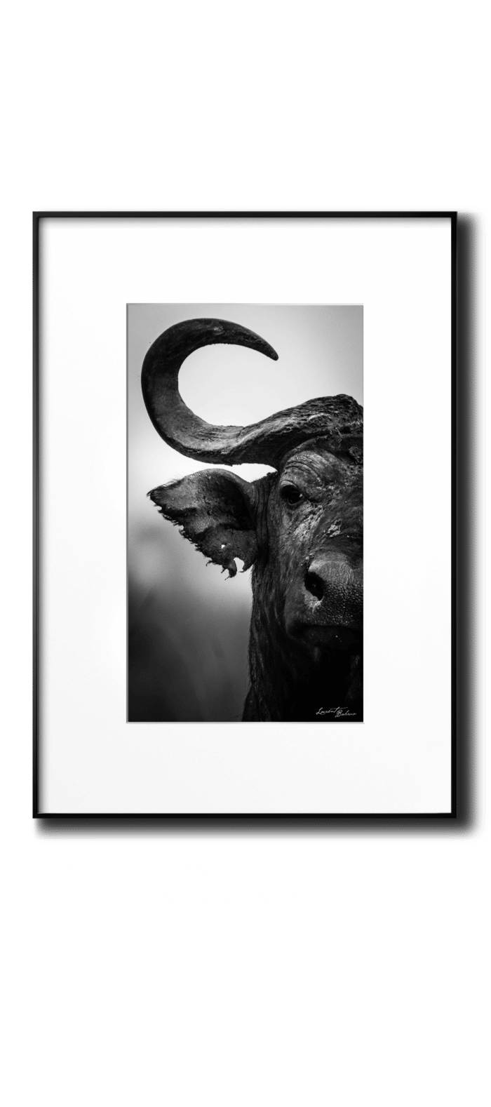 Baheux LINN vertical transparent Buffle