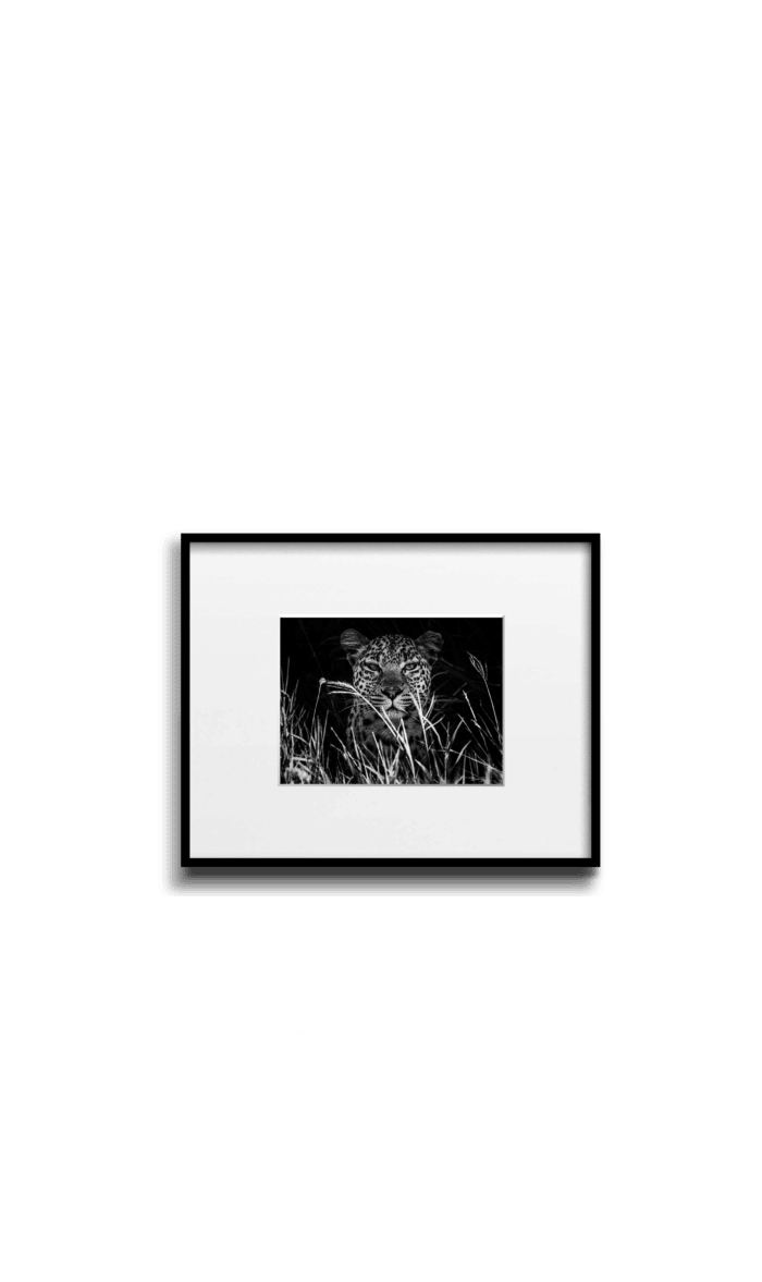 Jane Leopard